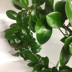 HOYA AUSTRALIS BÅGE K:17CM x4