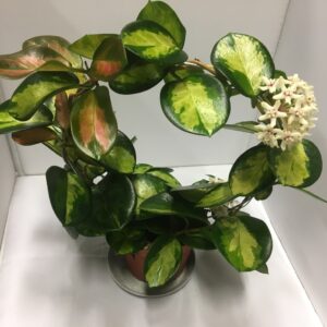 HOYA TRICOLOR K:12CM x8