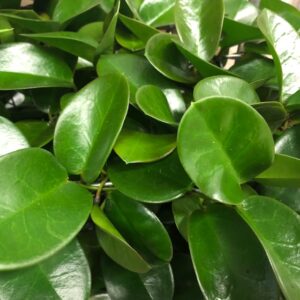 HOYA AUSTRALIS BÅGE K:12CM x10