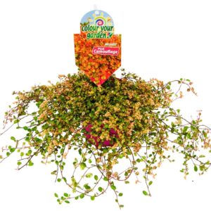MUEHLENBECKIA PINK CAMOFLAGE x8