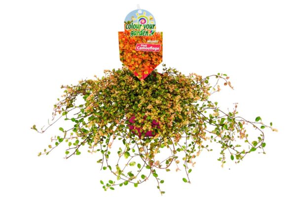MUEHLENBECKIA PINK CAMOFLAGE x8
