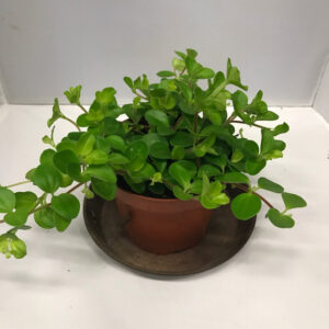 PEPEROMIA ROTUNDIFOLIA K:12CM x6
