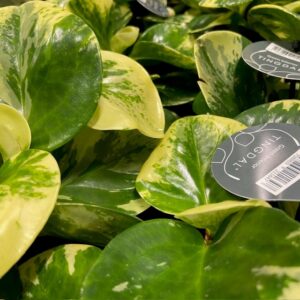 PEPEROMIA OBUSTIFOLIA GOLD K:11CM x8