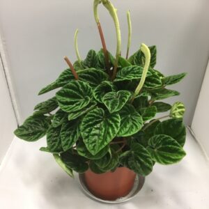 PEPEROMIA LILIAN x8