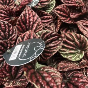 PEPEROMIA RED LUNA RÖD x10