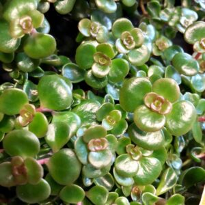 SEDUM MAKINOI/TORNADO K:10,5CM x10