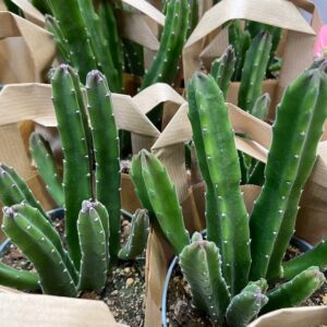 STAPELIA LEENDERTZIAE K:8CM x12