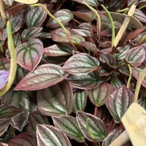 PEPEROMIA CAPERATA CAYENNE K:12CM x8