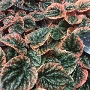 PEPEROMIA CAPERATA APRIKOS x8