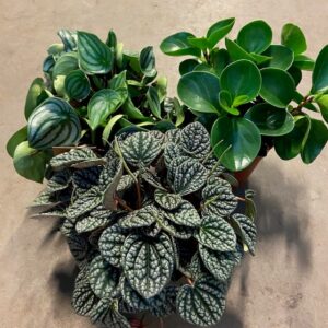 PEPEROMIA MIX SUPER K:17CM x3