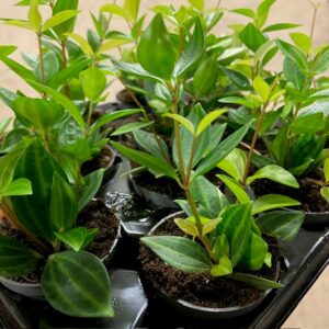 PEPEROMIA STRIPE MINI x12