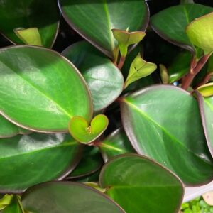 PEPEROMIA OBUSTIFOLIA RED MARGIN x6