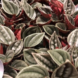 PEPEROMIA MENDOZA x8