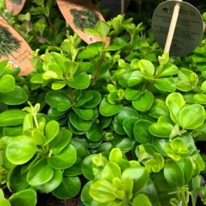 PEPEROMIA ROTUNDIFOLIA ARVID x6