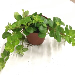 PEPEROMIA ROTUNDIFOLIA K:8,5CM x21