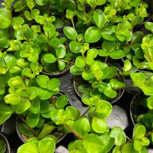 PEPEROMIA ROTUNDIFOLIA MINI x12
