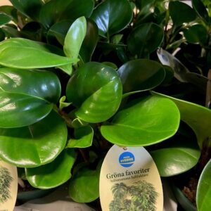 PEPEROMIA OBUSTIFOLIA USA ARVID x6