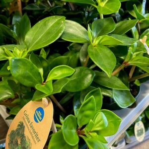 PEPEROMIA PERESKIFOLIA ARVID x6