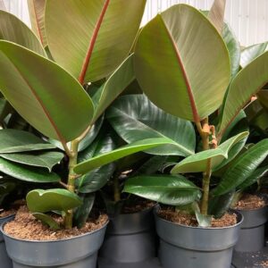 FICUS ELASTICA ROBUSTA K:17CM x6