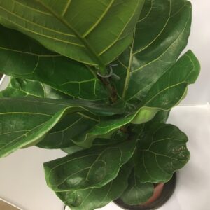 FICUS LYRATA K:21CM H:120-150CM