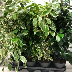 FICUS ELASTICA MIX K:17CM x6
