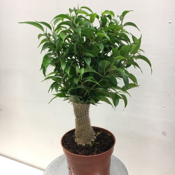 FICUS NATASJA/BENJAMIN x10