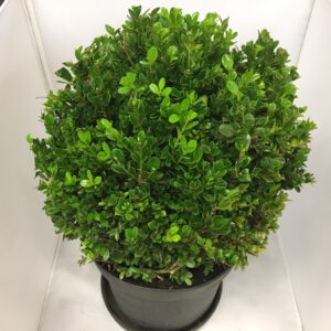 BUXBOM BOLL K:21CM D:25CM