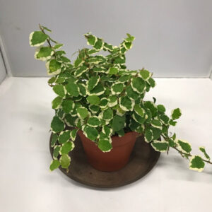 FICUS PUMILA BROKBLADIG K:9CM x12