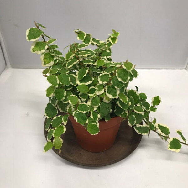 FICUS PUMILA BROKBLADIG K:9CM x12