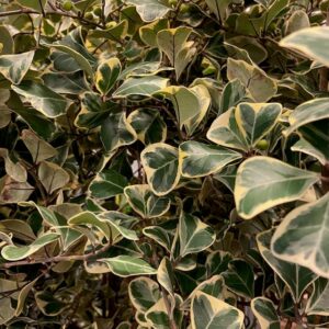 FICUS SWEETHEART BROKBLADIG K:17CM x6