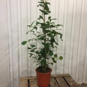 FICUS DELTOIDEA K:17CM x6