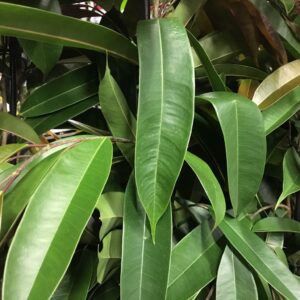 FICUS BINNENDIJKI H:65-80CM x6