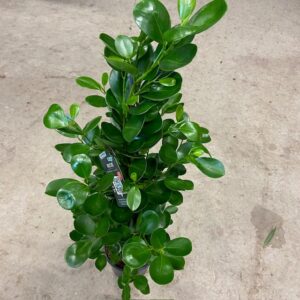 FICUS MOCLAME H:90-100CM K:21CM