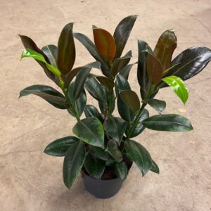 FICUS MELANY K:21CM H:60-70CM