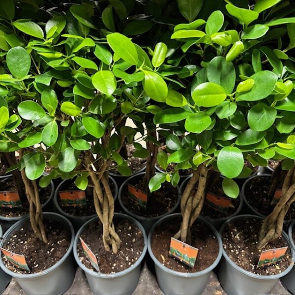 FICUS MOCLAME STAM H:90-110CM K:23CM