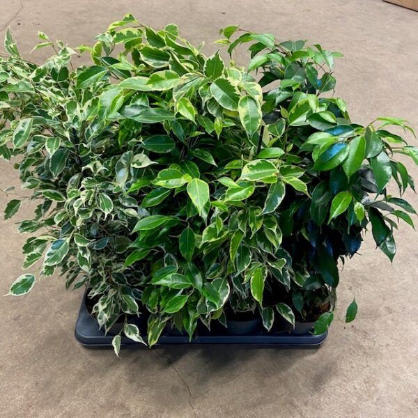 FICUS BENJAMIN MIX K:14CM H:50-60CM