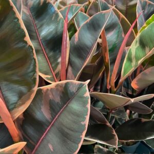 FICUS ELASTICA BELIZE K:14CM x8