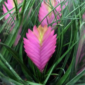 TILLANDSIA ANITA/JOSEE K:9CM x12