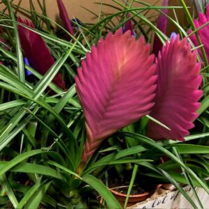 TILLANDSIA ANITA/CYANEA K:9CM x12