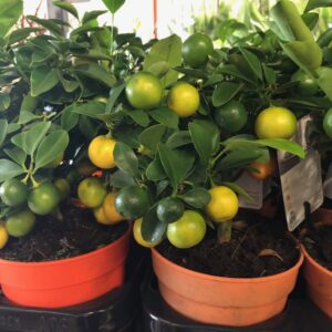CITRUS CALAMONDIN MINISTAM K:12CM x6