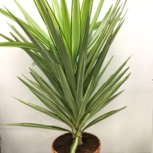 YUCCA JEWEL K:21CM 50-60CM