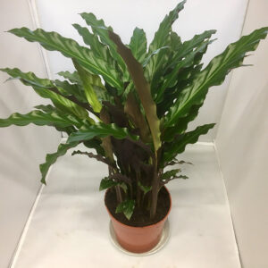 CALATHEA BLUE/ELGERGRASS x6