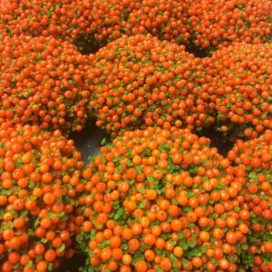 NERTERA ORANGE x12