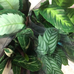 CALATHEA MIX K:17CM x6