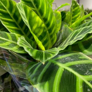CALATHEA ZEBRINA K:14CM x6