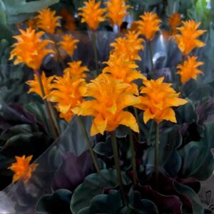 CALATHEA CROCATA K:14CM x6