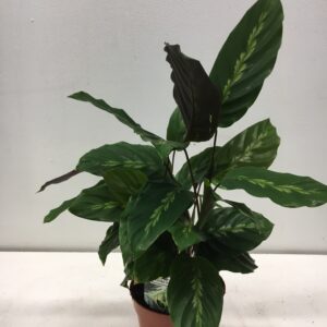 CALATHEA MAKOYANA K:14CM x8