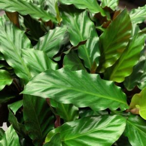 CALATHEA RUFIBARBA K:12CM x6