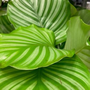 CALATHEA ORBIFOLIA K:12CM x10