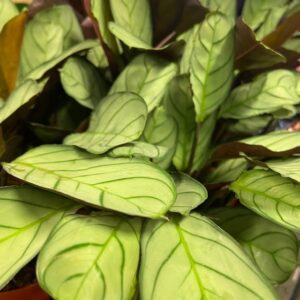 CTENANTHE AMAGRIS K:12CM x8